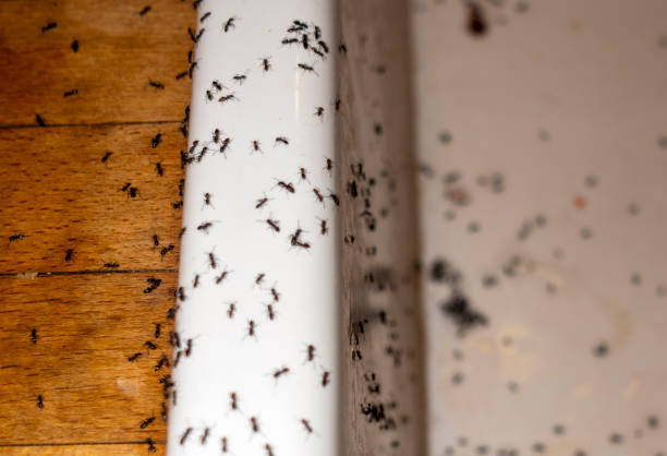 Best Insect Control  in Northlake, SC